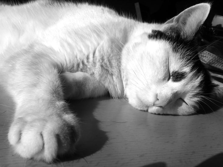 Bastet in Black and White 03