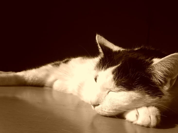 Bastet in Sepia No. 03