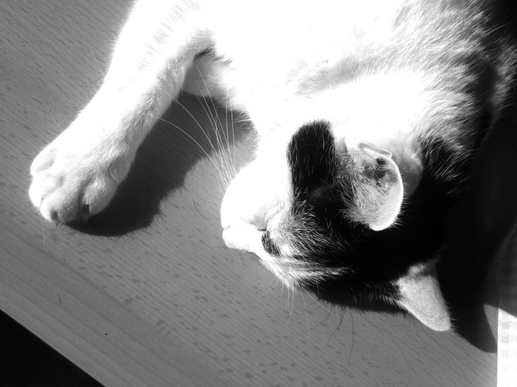 Bastet in Black and White 06