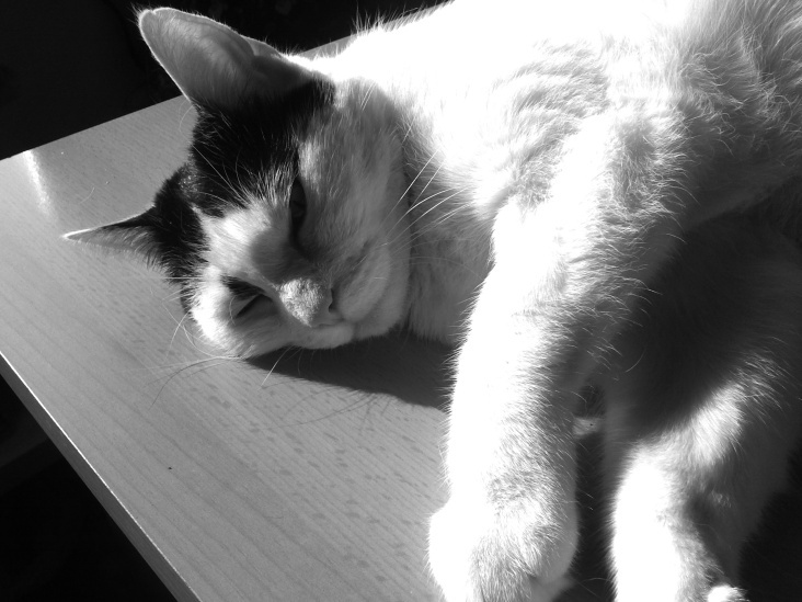 Bastet in Black and White 08