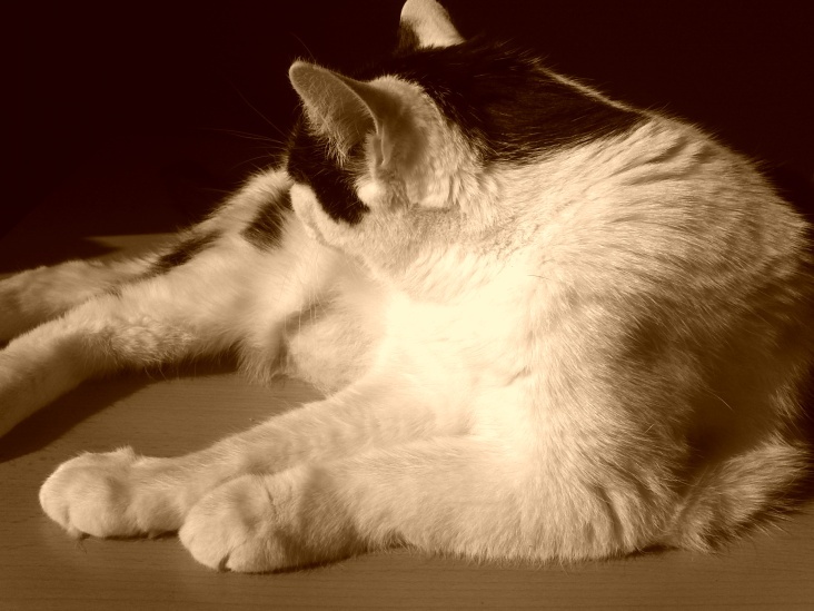 Bastet in Sepia No. 09