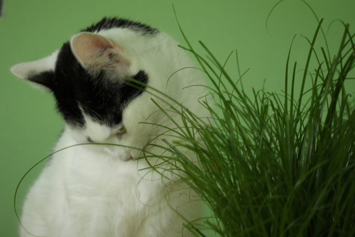 Bastet and her Cat Grass