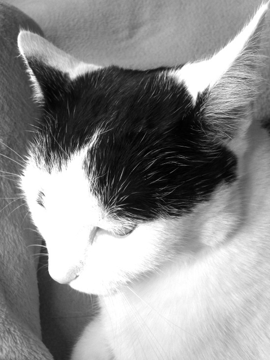 Bastet in Black and White 19