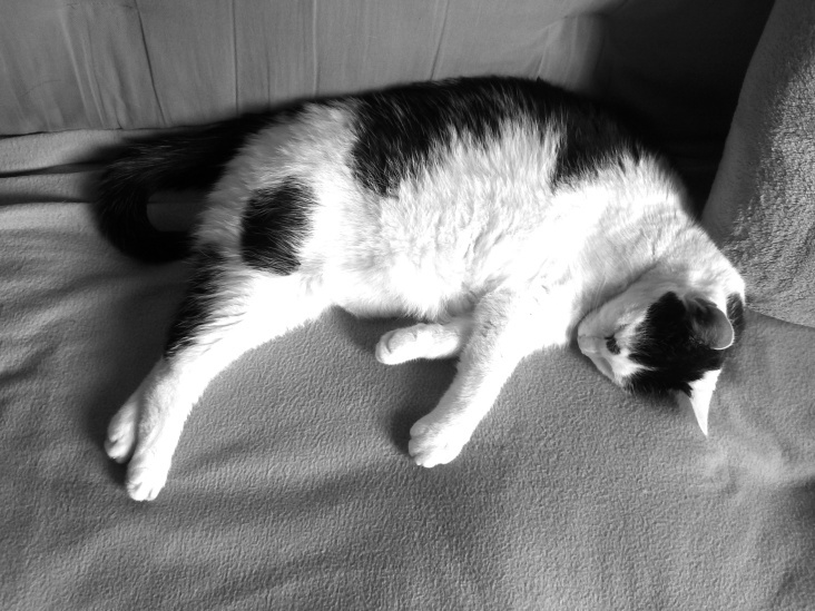 Bastet in Black and White 20