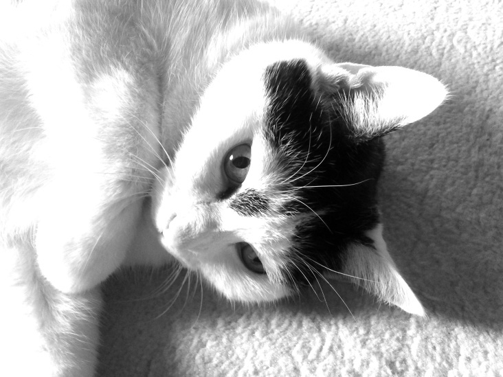 Bastet in Black and White 21