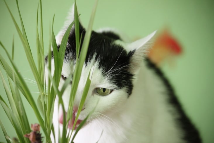 Bastet and her Cat Grass 03