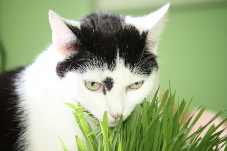 Bastet and her Cat Grass