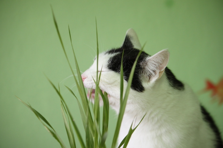 Bastet and her Cat Grass