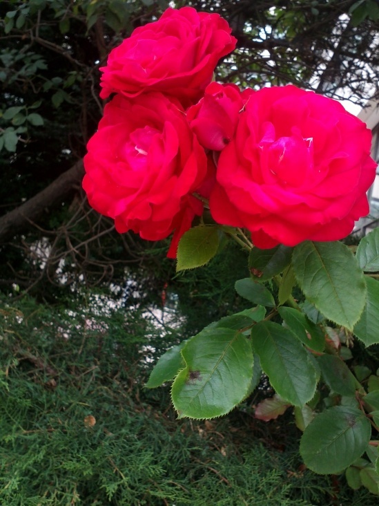 Natur 2012 Blumen Rosen