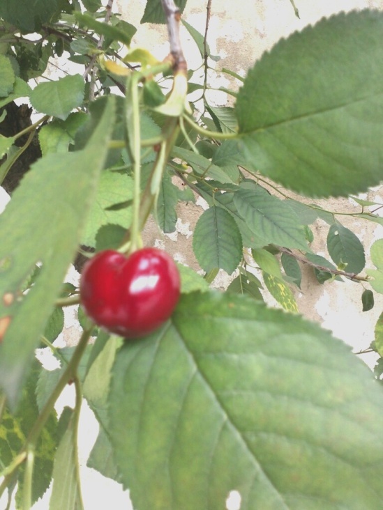 Cherry 2