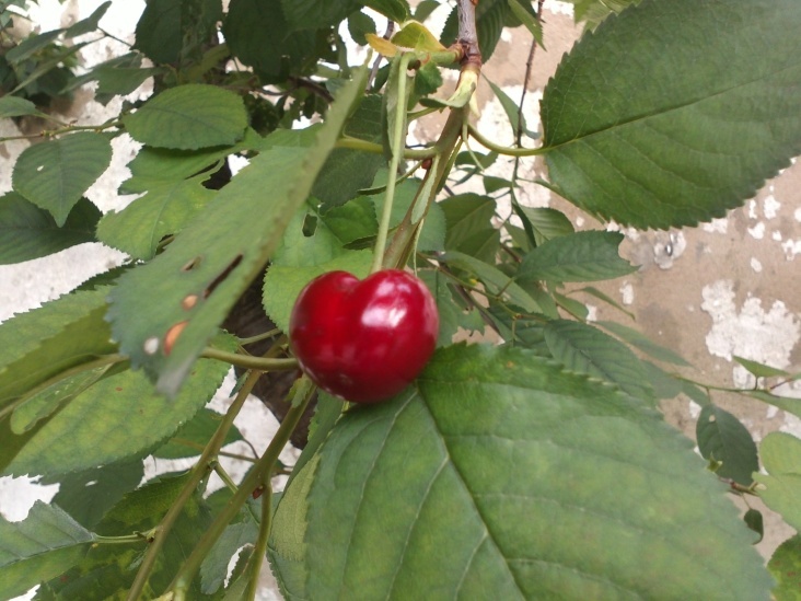 Cherry 3