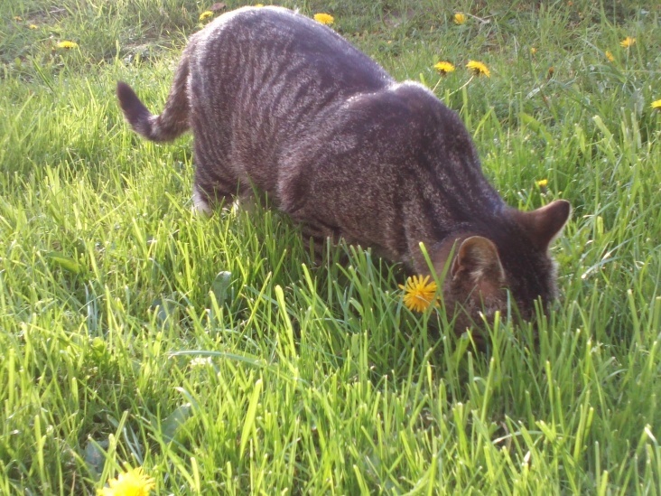 Gray Cat ..Nature 2012