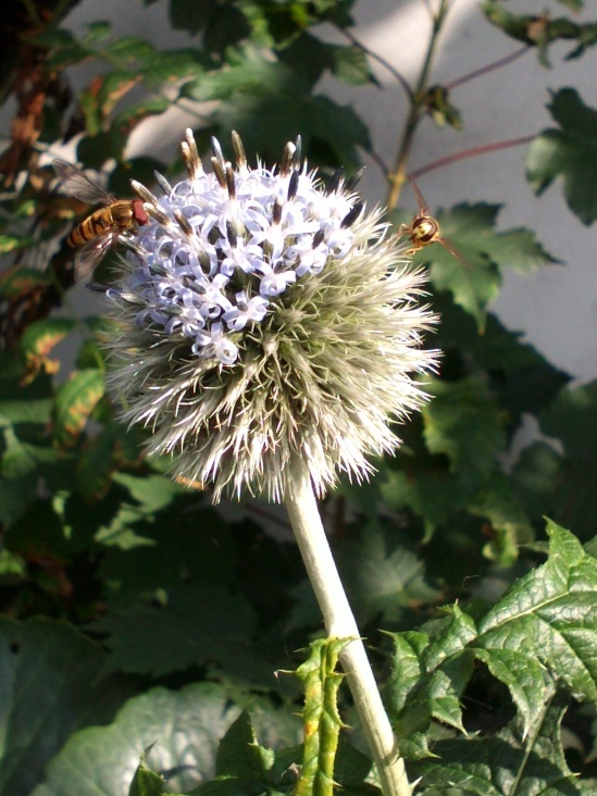 Natur 2012 Blumen