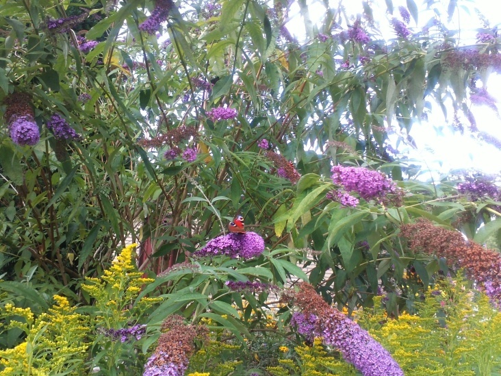 Natur 2012 Blumen Schmetterlinge