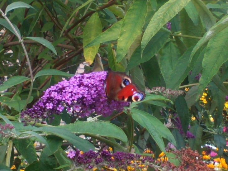 Natur 2012 Blumen Schmetterlinge