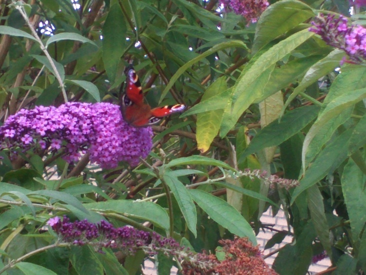 Natur 2012 Blumen Schmetterlinge