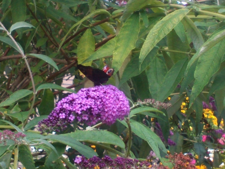 Natur 2012 Blumen Schmetterlinge