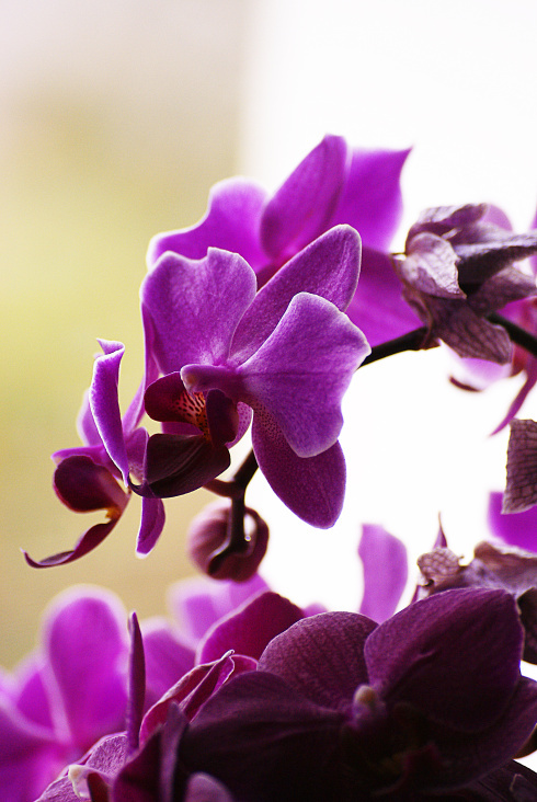 orchide