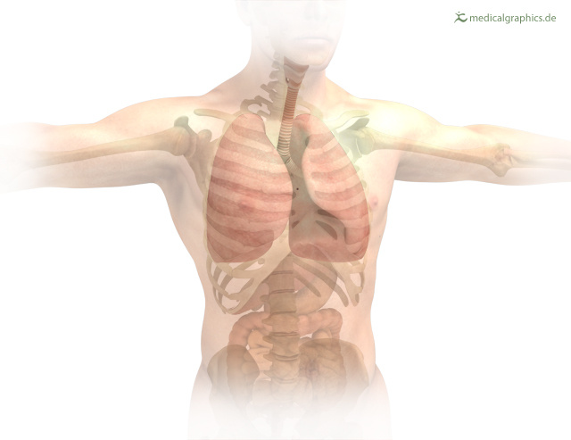 Organe Skelett und Lunge
