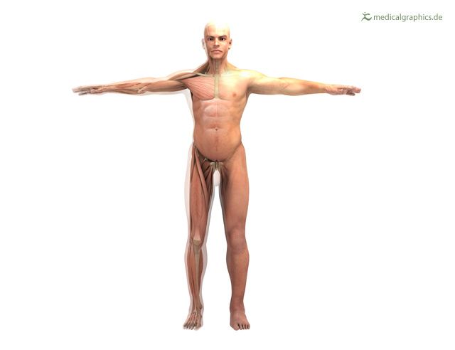Figur mit sichtbaren Muskeln und Skelett – frontal