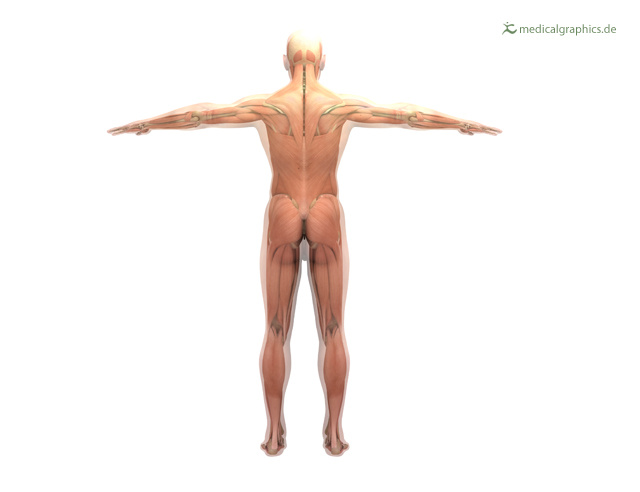 Figur mit Muskeln und Skelett – dorsal