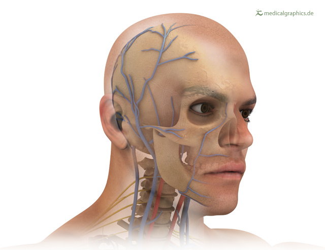 Kopf mit Venen, Arterien, Nerven und Knochen
