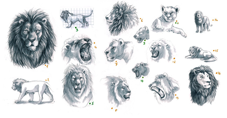 lion studies