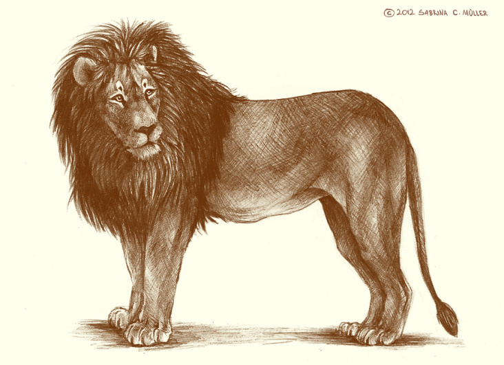 Lion Anatomical Drawing