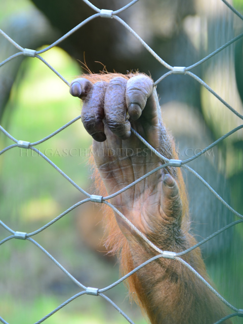 behind the cage #5