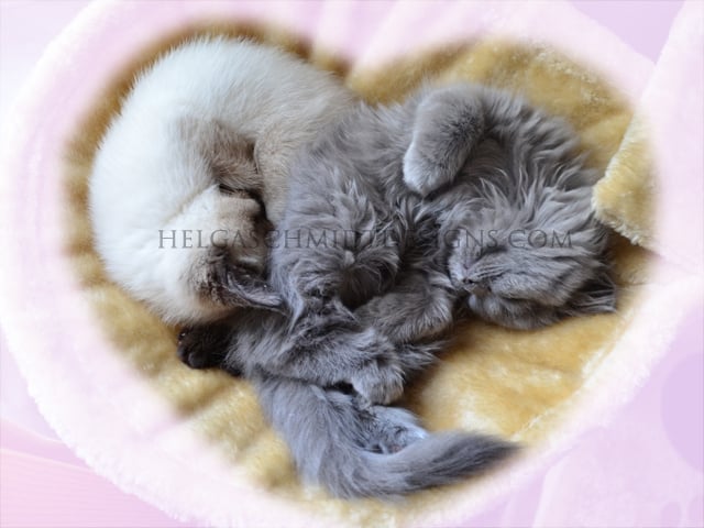 cat love 3