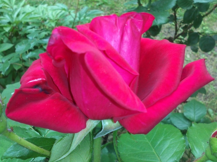 Flowers Rose 02