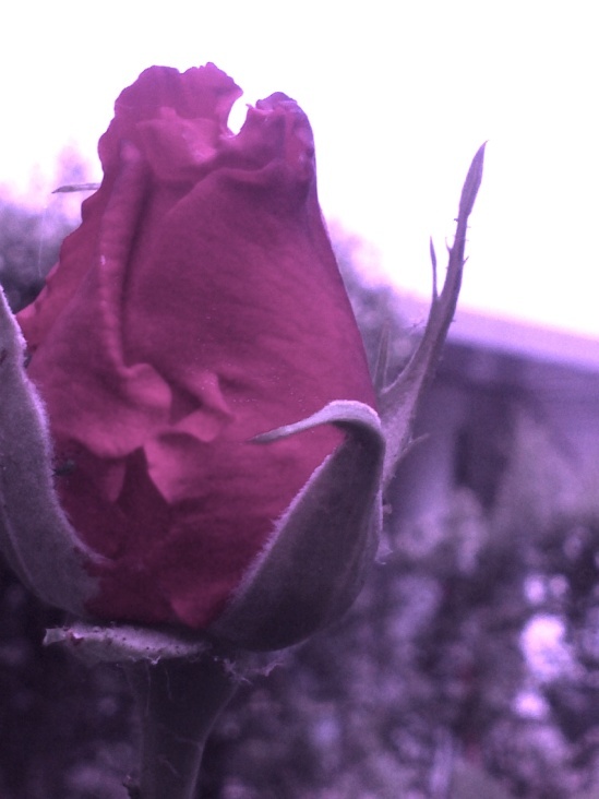 pink Rose 01