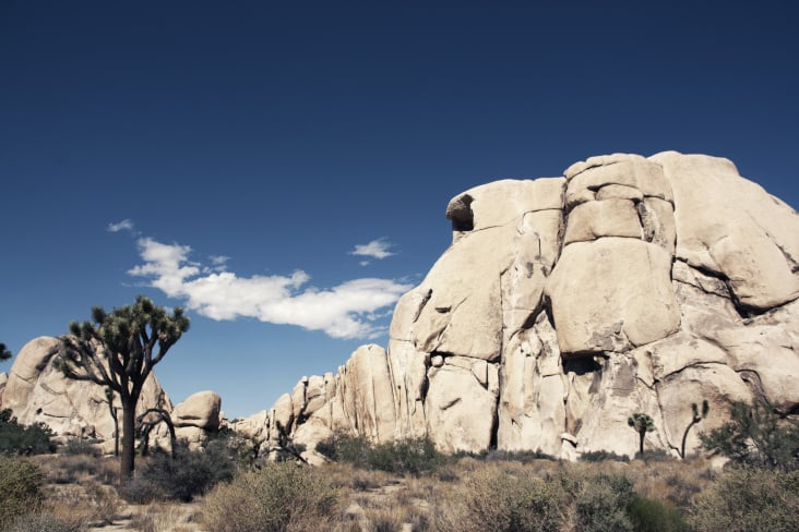 joshua tree park – californien