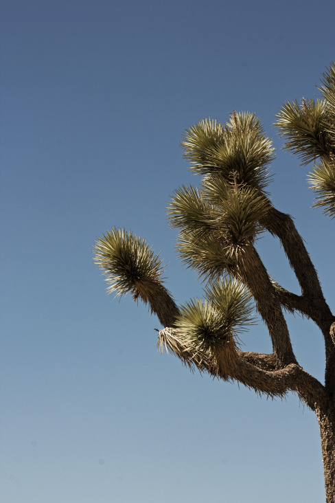 joshua tree park – californien