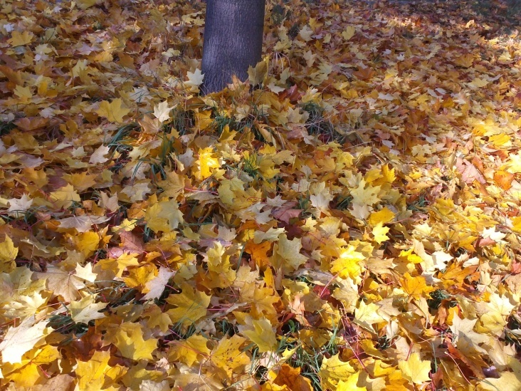 Herbst…Oktober 2012 Teil 02