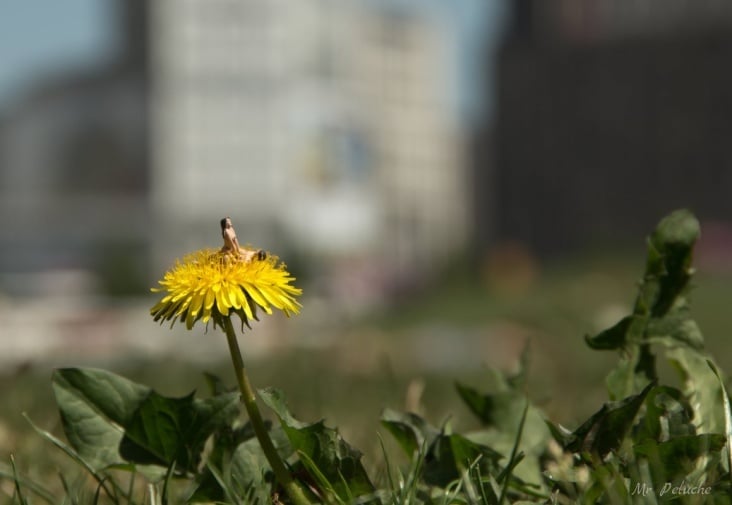 My summer of love – make love not war – @ potsdamer platz with anna maria (detail)