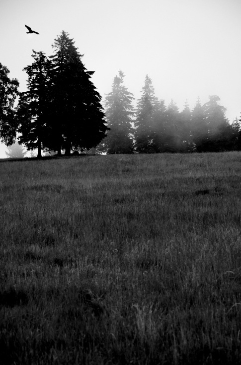 Schwarzwald im herbst