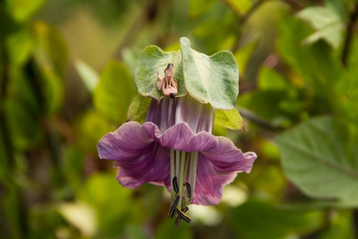 4—Sexy Flowers