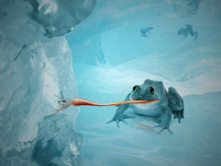 Ice Frog