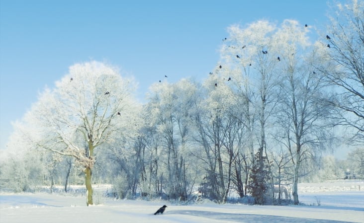 Winters weiße Weste