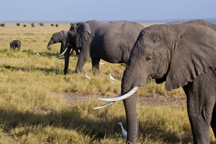 amboseli np8