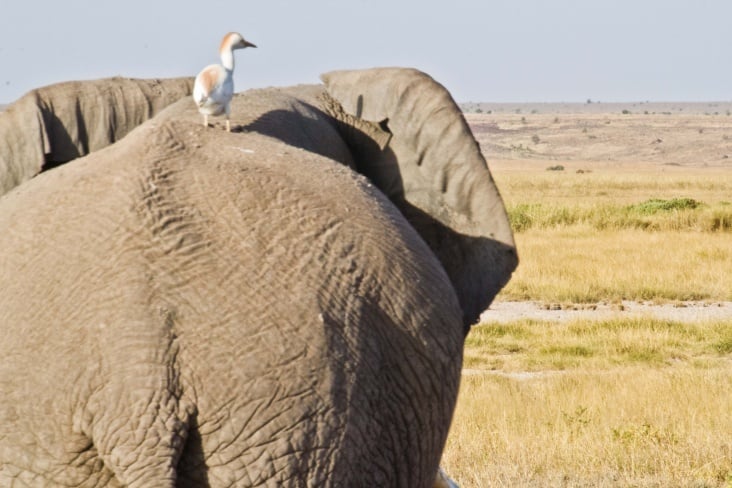 amboseli np14