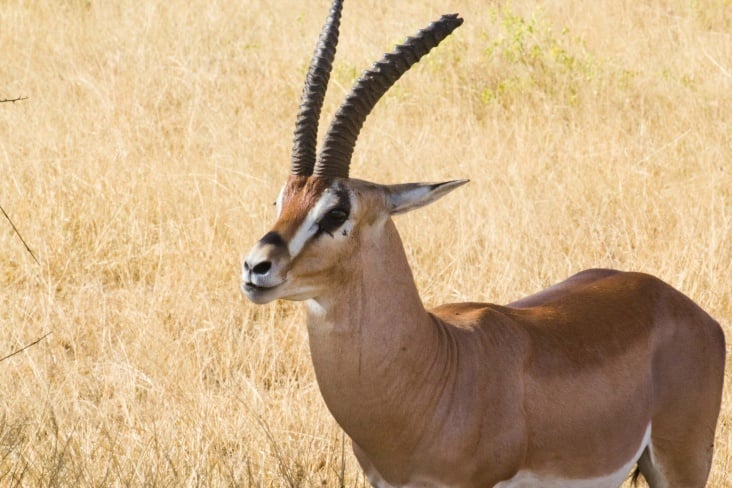 gazelle2