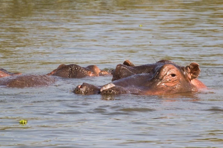 lake naivasha bootssafari5