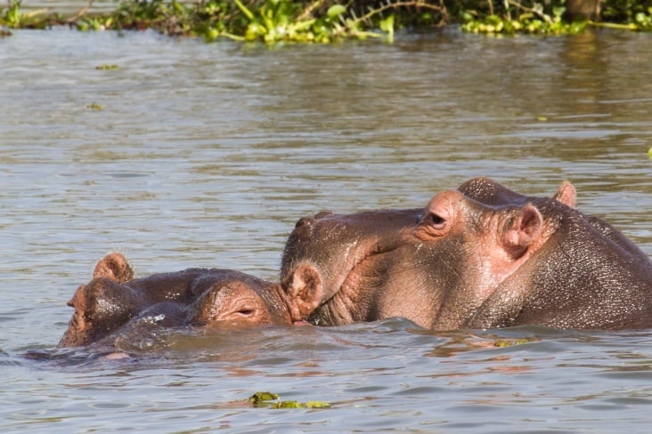 lake naivasha bootssafari9