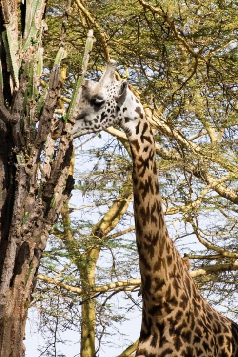 lake naivasha lodge20