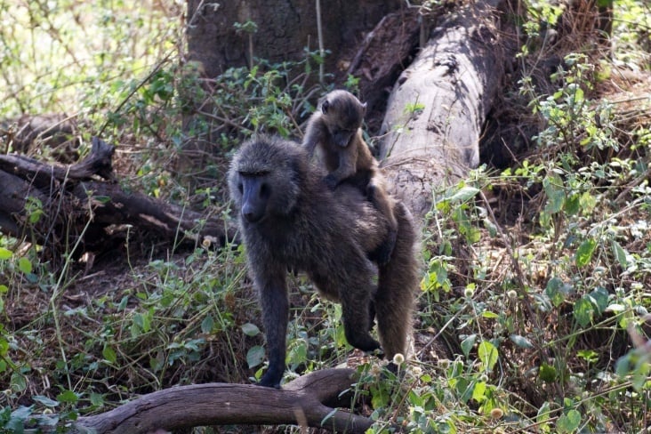 lake nakuru9