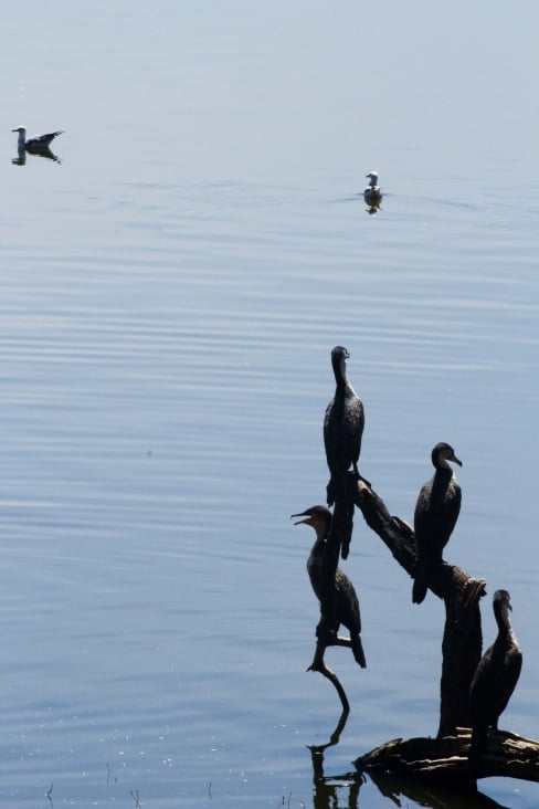 lake nakuru44