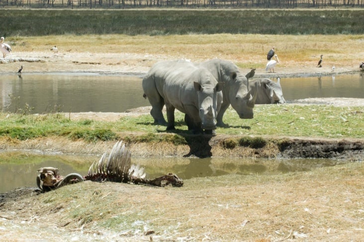 lake nakuru64