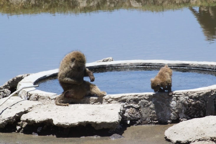 lake nakuru74